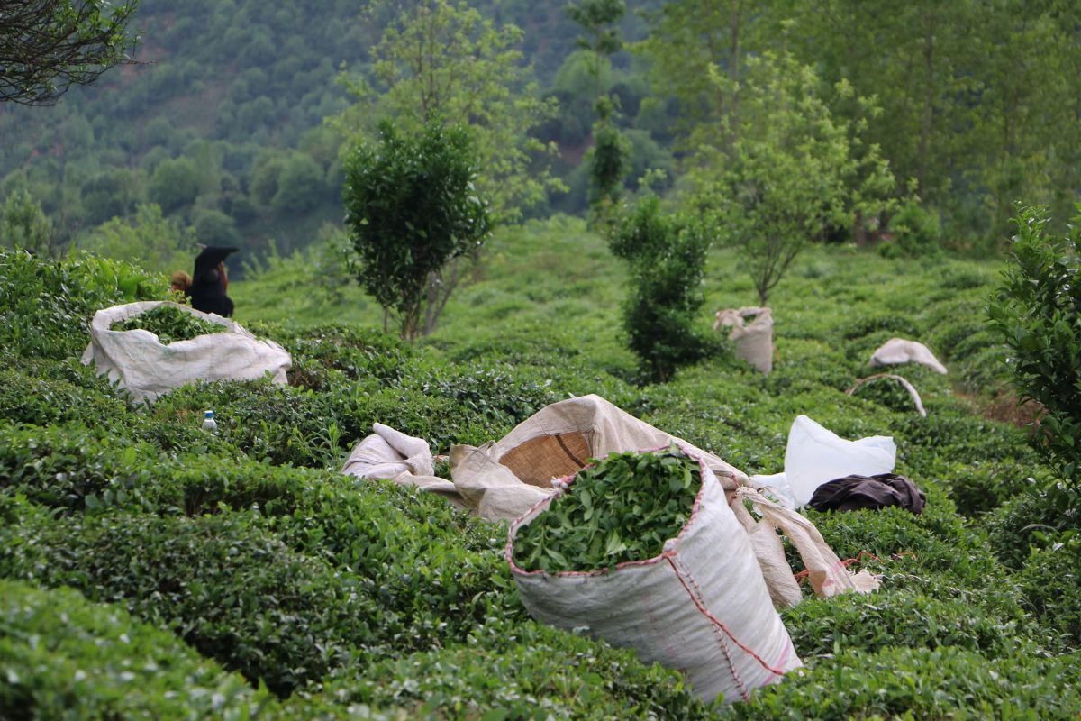مزرعه چای املش