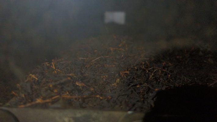مرحله خشک تولید چای سیاه