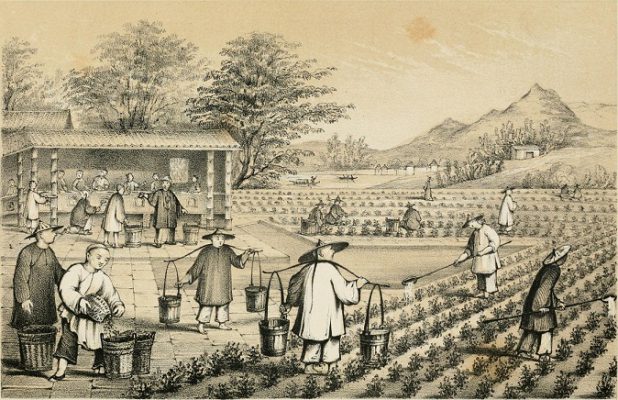 مزارع کشت چای - چین - 1847