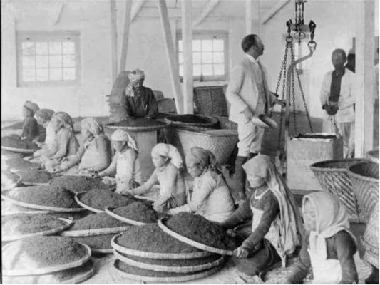 کارگران هندی در کارخانه چای - شهر دارجلینگ - 1865
