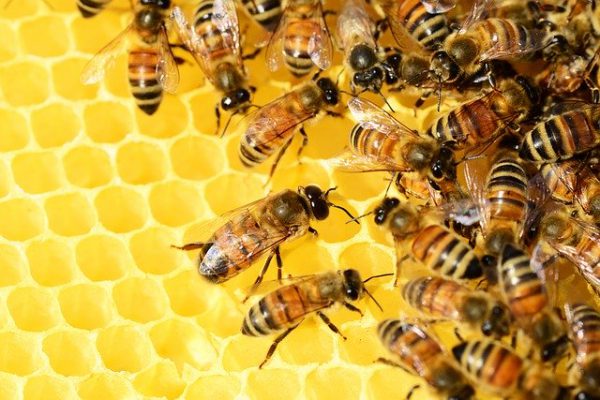 عسل تغذیه ای چیست